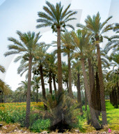 FEATURE - Ägypten: Reiseimpressionen aus dem Land am Nil