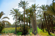 FEATURE - Ägypten: Reiseimpressionen aus dem Land am Nil