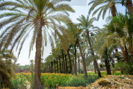 FEATURE - Ägypten: Reiseimpressionen aus dem Land am Nil