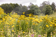 RHS Garden Hyde Hall