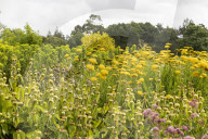 RHS Garden Hyde Hall
