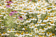 RHS Garden Hyde Hall