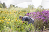 RHS Garden Hyde Hall