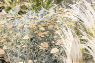 RHS Garden Hyde Hall