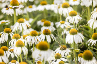 RHS Garden Hyde Hall