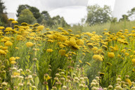 RHS Garden Hyde Hall