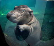 FEATURE - Flusspferd-Baby Fritz gibt sein Debüt für die Öffentlichkeit  im Cincinnati Zoo