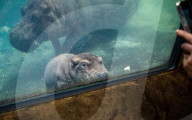 FEATURE - Flusspferd-Baby Fritz gibt sein Debüt für die Öffentlichkeit  im Cincinnati Zoo
