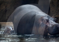 FEATURE - Flusspferd-Baby Fritz gibt sein Debüt für die Öffentlichkeit  im Cincinnati Zoo