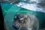 FEATURE - Flusspferd-Baby Fritz gibt sein Debüt für die Öffentlichkeit  im Cincinnati Zoo