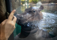 FEATURE - Flusspferd-Baby Fritz gibt sein Debüt für die Öffentlichkeit  im Cincinnati Zoo