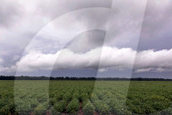 REPORTAGE - Mississippi Delta