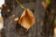 Autumn Leaves in Summer due to heatwaves.