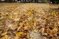 Autumn Leaves in Summer due to heatwaves.