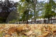 Autumn Leaves in Summer due to heatwaves.
