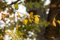 Autumn Leaves in Summer due to heatwaves.