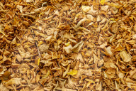 Autumn Leaves in Summer due to heatwaves.