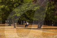Autumn Leaves in Summer due to heatwaves.