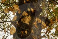 Autumn Leaves in Summer due to heatwaves.