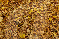 Autumn Leaves in Summer due to heatwaves.