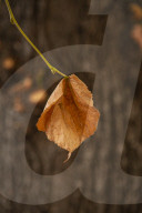 Autumn Leaves in Summer due to heatwaves.