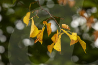 Autumn Leaves in Summer due to heatwaves.