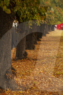 Autumn Leaves in Summer due to heatwaves.