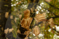 Autumn Leaves in Summer due to heatwaves.