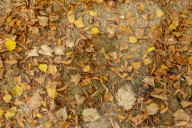 Autumn Leaves in Summer due to heatwaves.