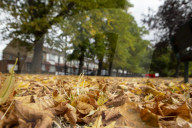 Autumn Leaves in Summer due to heatwaves.