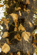Autumn Leaves in Summer due to heatwaves.