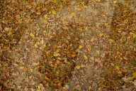 Autumn Leaves in Summer due to heatwaves.