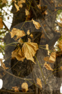 Autumn Leaves in Summer due to heatwaves.