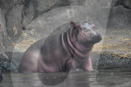 FEATURE - Drei Wochen altes Nilpferdbaby Fritz trifft seine Schwester Fiona im Zoo von Cincinatti
