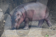 FEATURE - Drei Wochen altes Nilpferdbaby Fritz trifft seine Schwester Fiona im Zoo von Cincinatti
