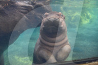 FEATURE - Drei Wochen altes Nilpferdbaby Fritz trifft seine Schwester Fiona im Zoo von Cincinatti
