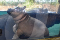 FEATURE - Drei Wochen altes Nilpferdbaby Fritz trifft seine Schwester Fiona im Zoo von Cincinatti
