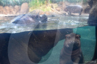 FEATURE - Drei Wochen altes Nilpferdbaby Fritz trifft seine Schwester Fiona im Zoo von Cincinatti
