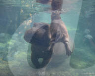 FEATURE - Drei Wochen altes Nilpferdbaby Fritz trifft seine Schwester Fiona im Zoo von Cincinatti
