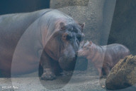 FEATURE - Drei Wochen altes Nilpferdbaby Fritz trifft seine Schwester Fiona im Zoo von Cincinatti
