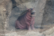 FEATURE - Drei Wochen altes Nilpferdbaby Fritz trifft seine Schwester Fiona im Zoo von Cincinatti
