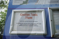 'It stinks': Windermere plagued by blue-green algae as 'toxic as cobra venom'