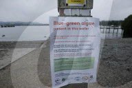 'It stinks': Windermere plagued by blue-green algae as 'toxic as cobra venom'