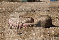 ‘We need reservoirs built’: drought leaves UK farms begging for government aid