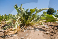 ‘We need reservoirs built’: drought leaves UK farms begging for government aid