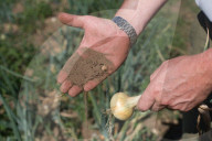 ‘We need reservoirs built’: drought leaves UK farms begging for government aid