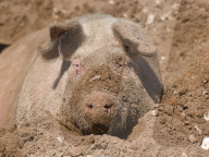 ‘We need reservoirs built’: drought leaves UK farms begging for government aid