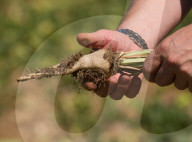‘We need reservoirs built’: drought leaves UK farms begging for government aid