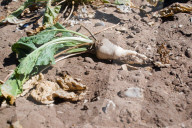 ‘We need reservoirs built’: drought leaves UK farms begging for government aid