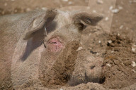 ‘We need reservoirs built’: drought leaves UK farms begging for government aid